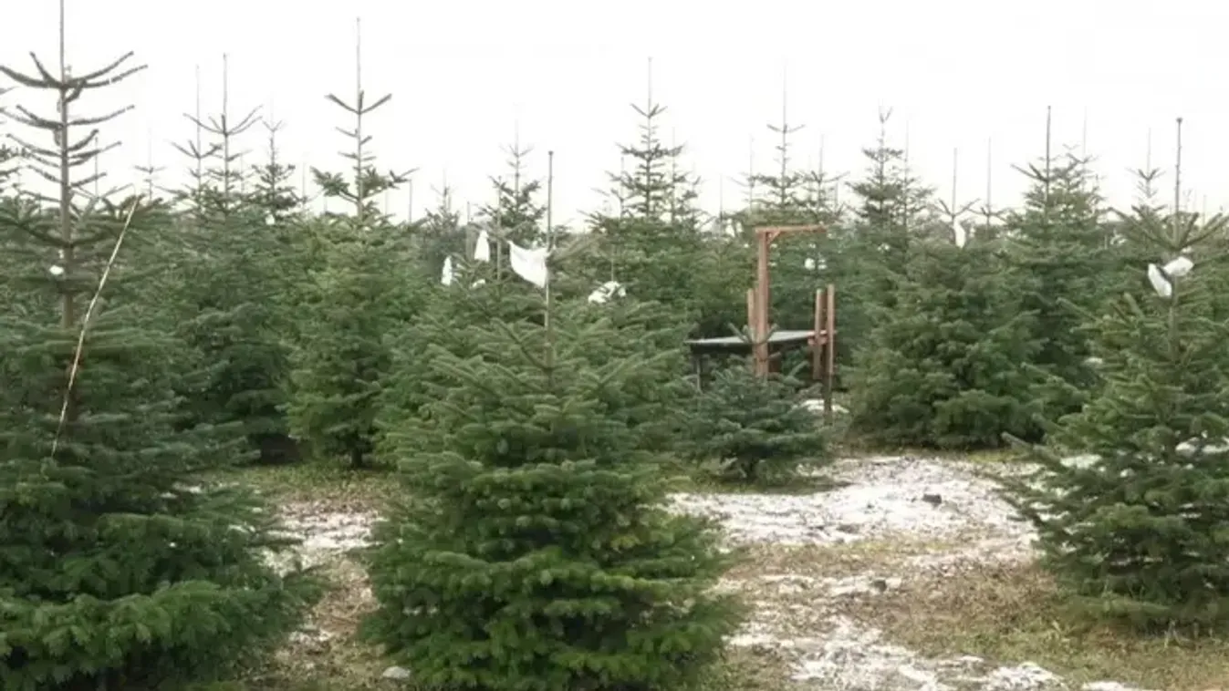 Így maradhat friss és illatos a fenyőfa hetekig az ünnepkor