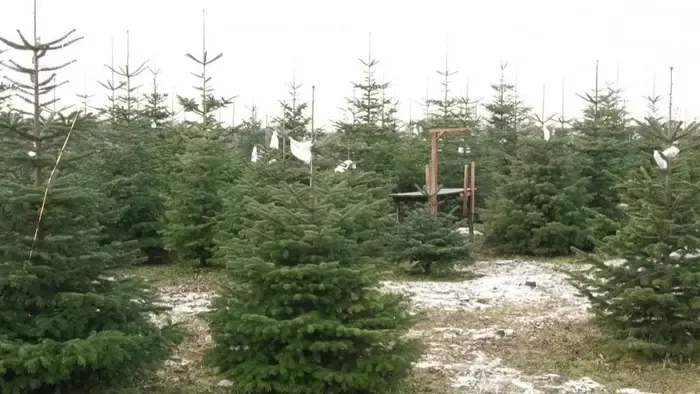 Így maradhat friss és illatos a fenyőfa hetekig az ünnepkor