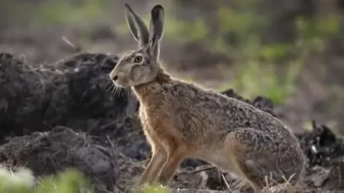 Futótűzként terjed egy veszélyes vírus Békésben