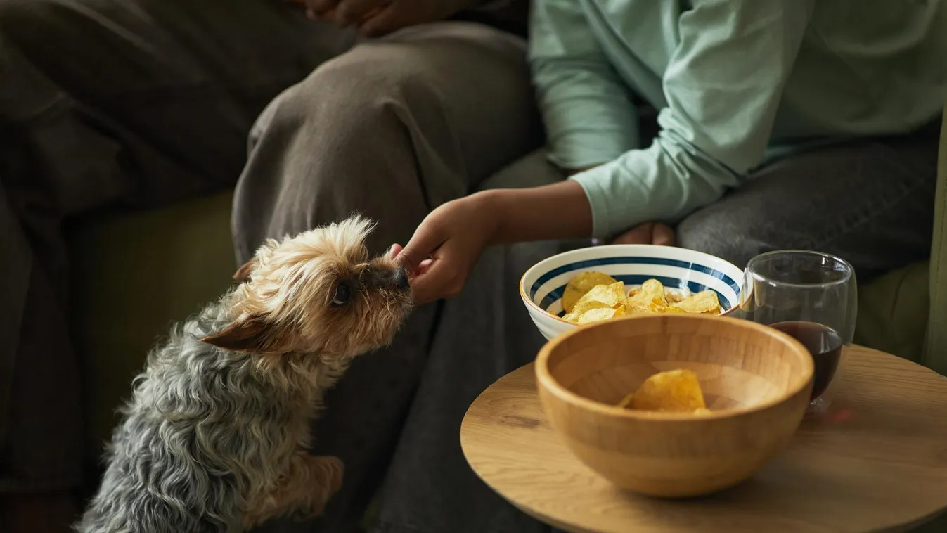 Állatorvosok kongatják a vészharangot az ünnepi menü miatt
