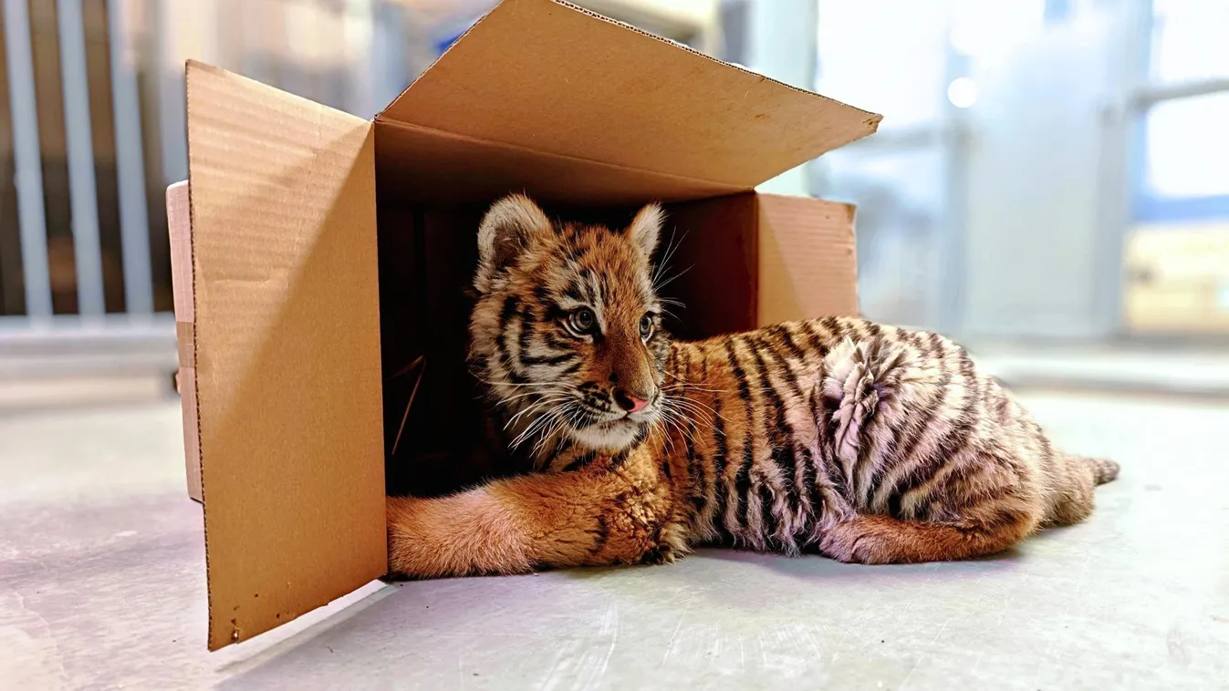 Nevet keres az alföldi razzián talált kistigrisnek az állatkert