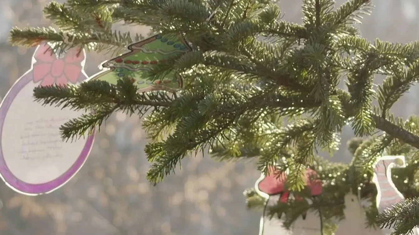 Uborka a feldíszített fenyőbe rejtve?