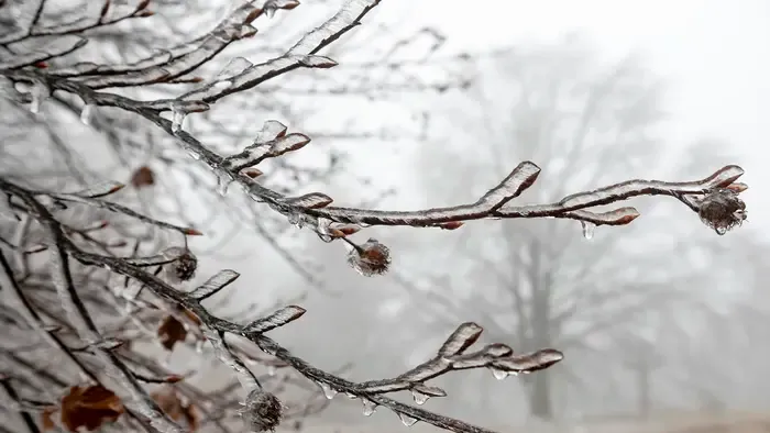 Durva cidrivel ér véget az év