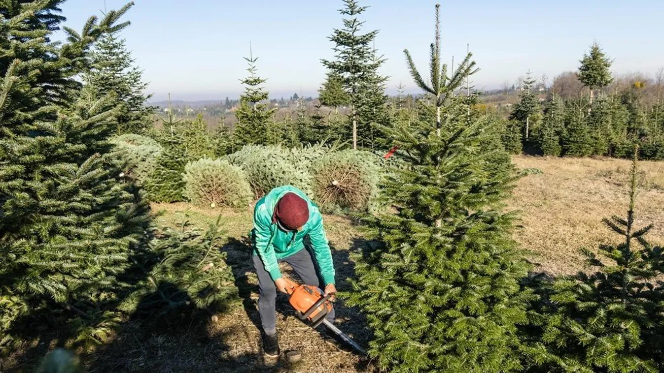 Karácsonyi csoda a nappaliban: Ettől marad sokáig friss az élő fenyő