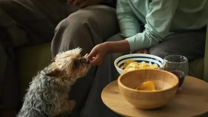 Állatorvosok kongatják a vészharangot az ünnepi menü miatt