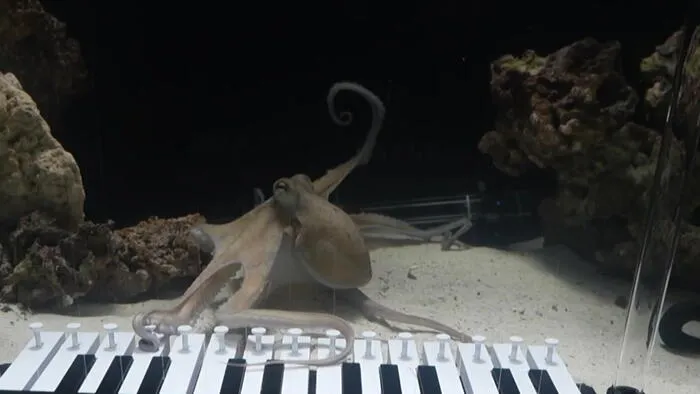 Megtanított zongorázni egy polipot, videóra vette