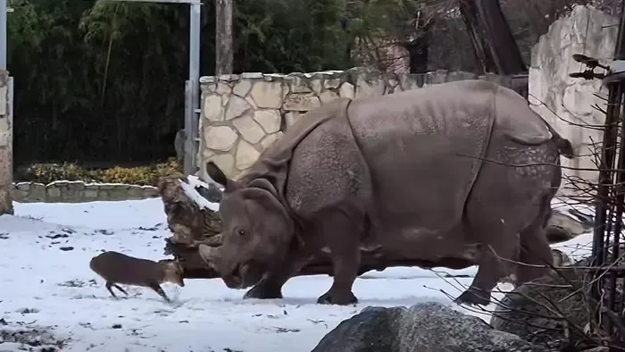 Egy 13 kilós, cuki szarvaska megtámadott egy 1,7 tonnás orrszarvút - videóval