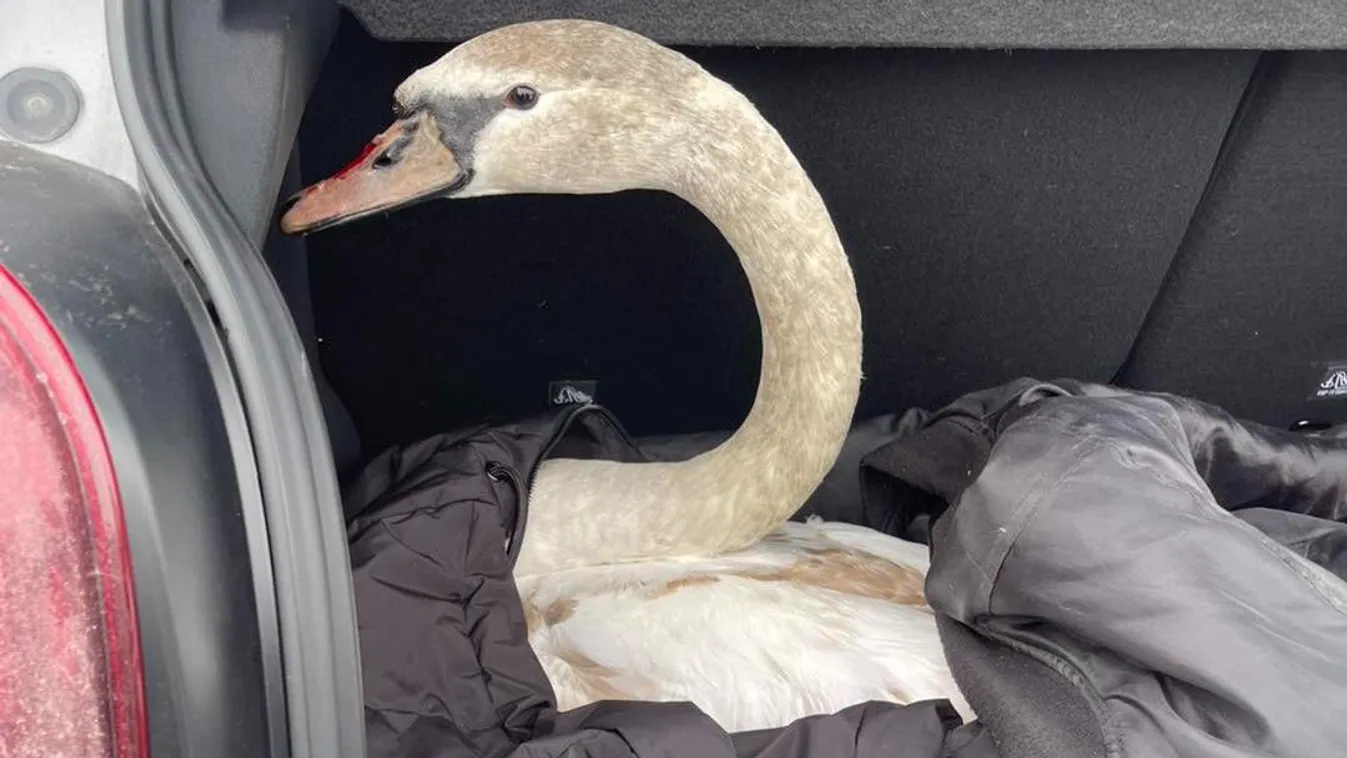 Hihetetlen jelenet az M0-son: sérült állat totyogott az autók között