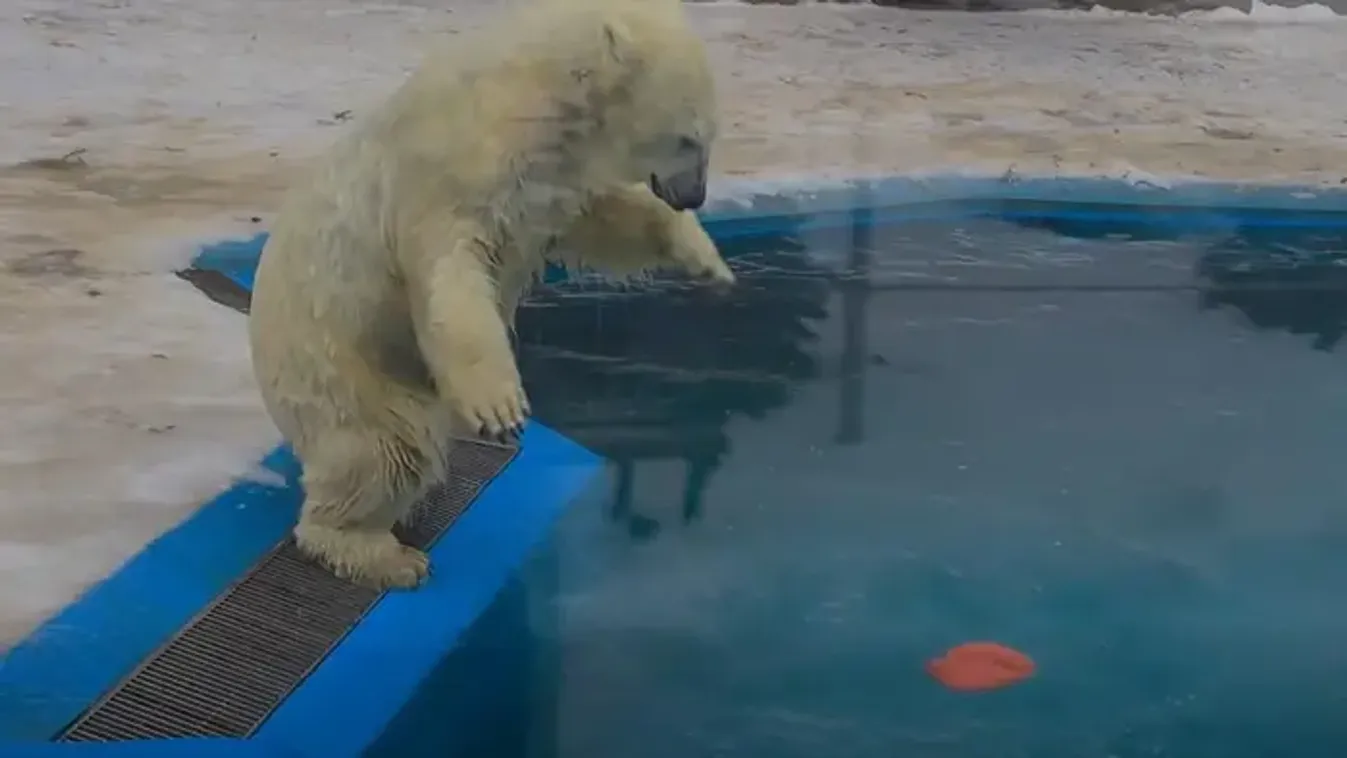 Fejest ugrott a mókába a Nyíregyházi Állatpark jegesmedvéje - Videó