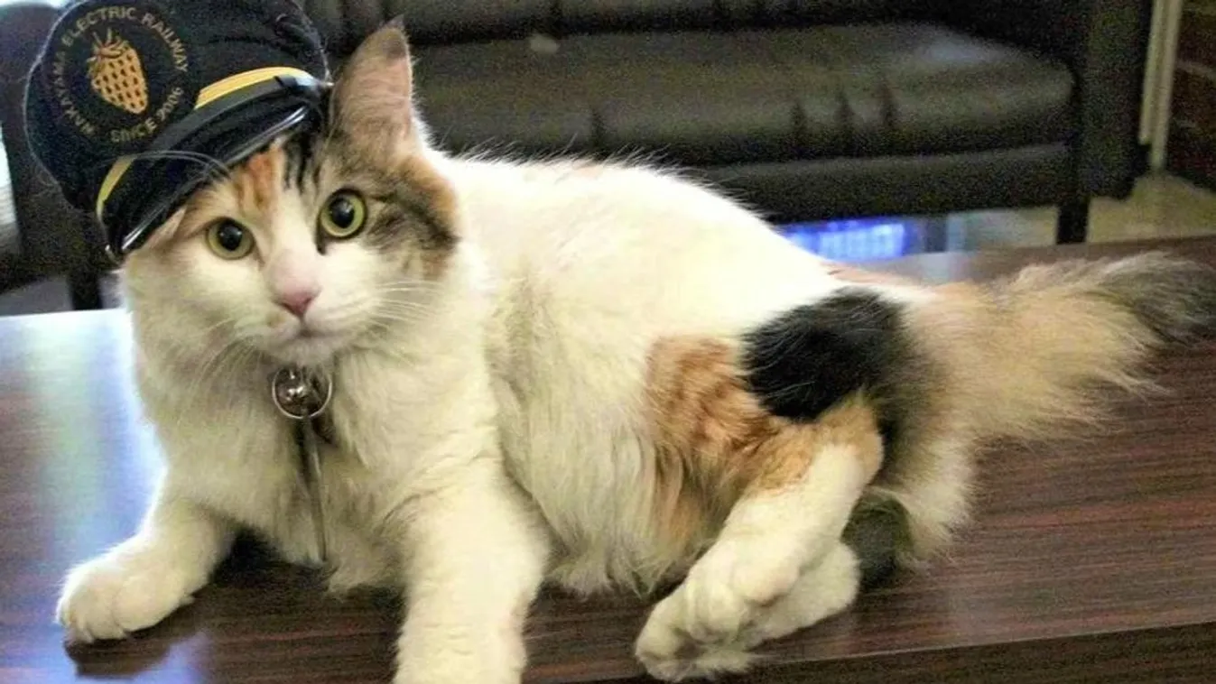 Hivatalos ceremónia keretében, egy macskát neveztek ki állomásfőnöknek - videóval