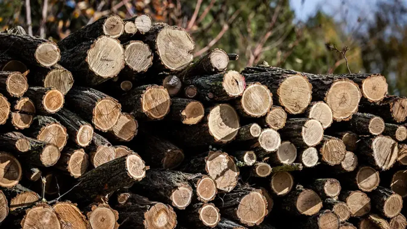 Dukai Miklós: Olaszliszka megkapta a szociális tűzifát, az extra igényt az önkormányzat nem nyújtotta be