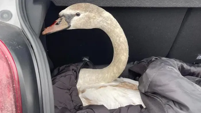 Hihetetlen jelenet az M0-son: sérült állat totyogott az autók között