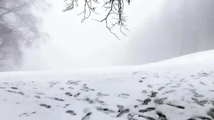 Nem számolt a friss hóval – így bukott le a  borsodi bűnöző