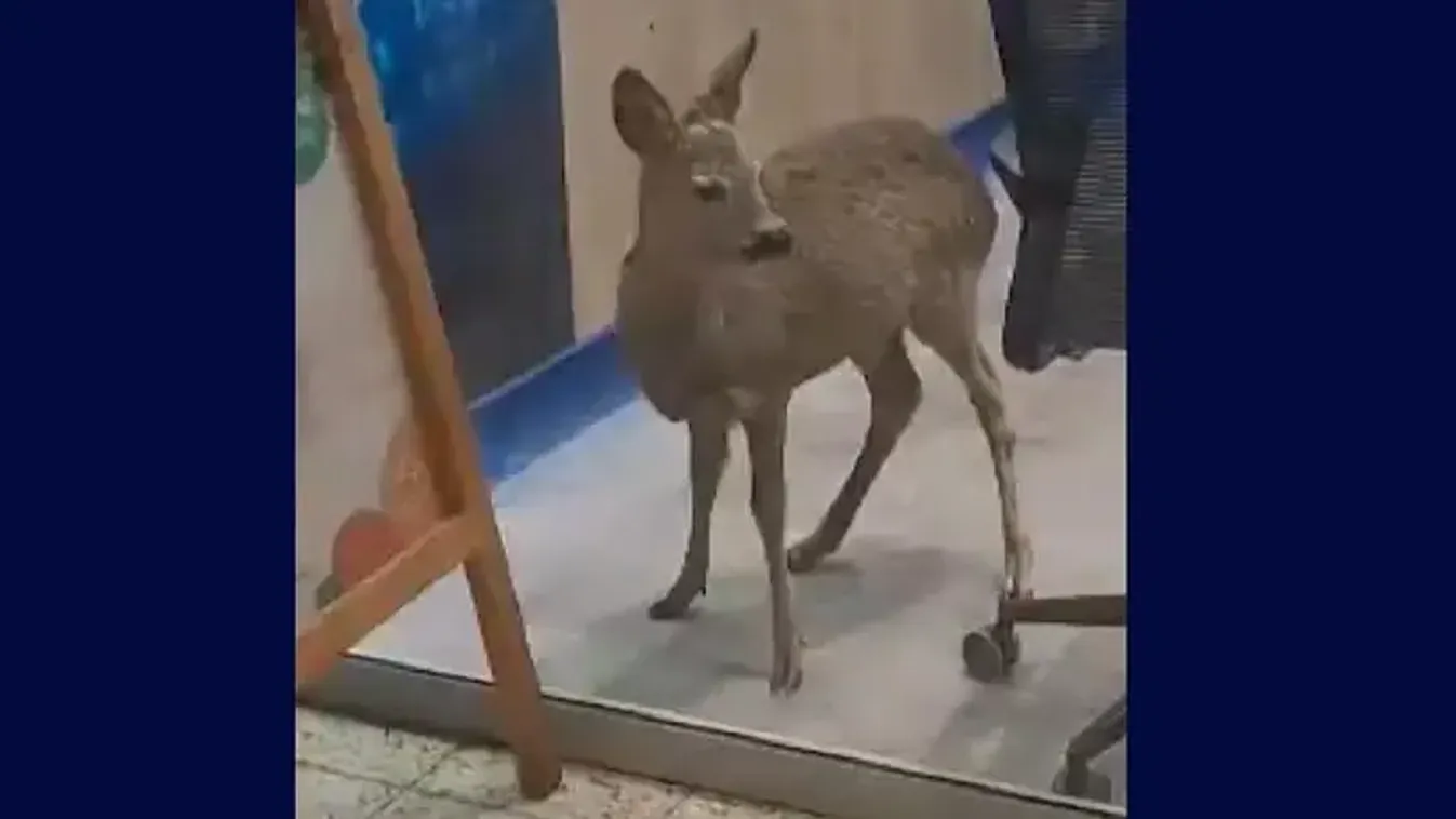 Meglepő vendég tévedt be a plázába, egy elektronikai boltba is benézett - Videó