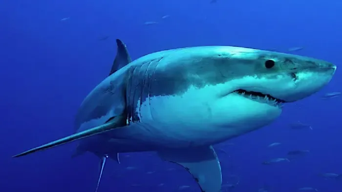 12 éves halt meg egy cápatámadásban