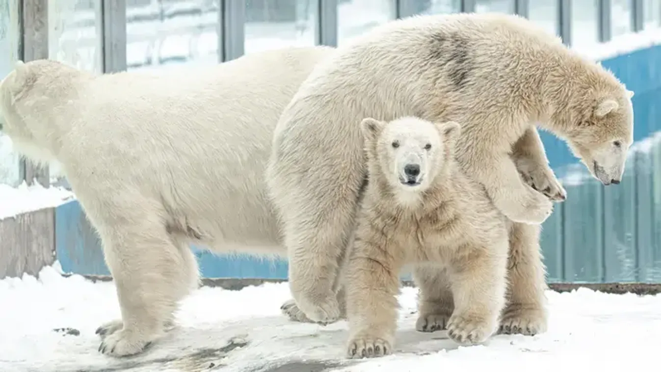 Napi cuki: így wellnesseznek a nyíregyházi állatpark medvebocsai