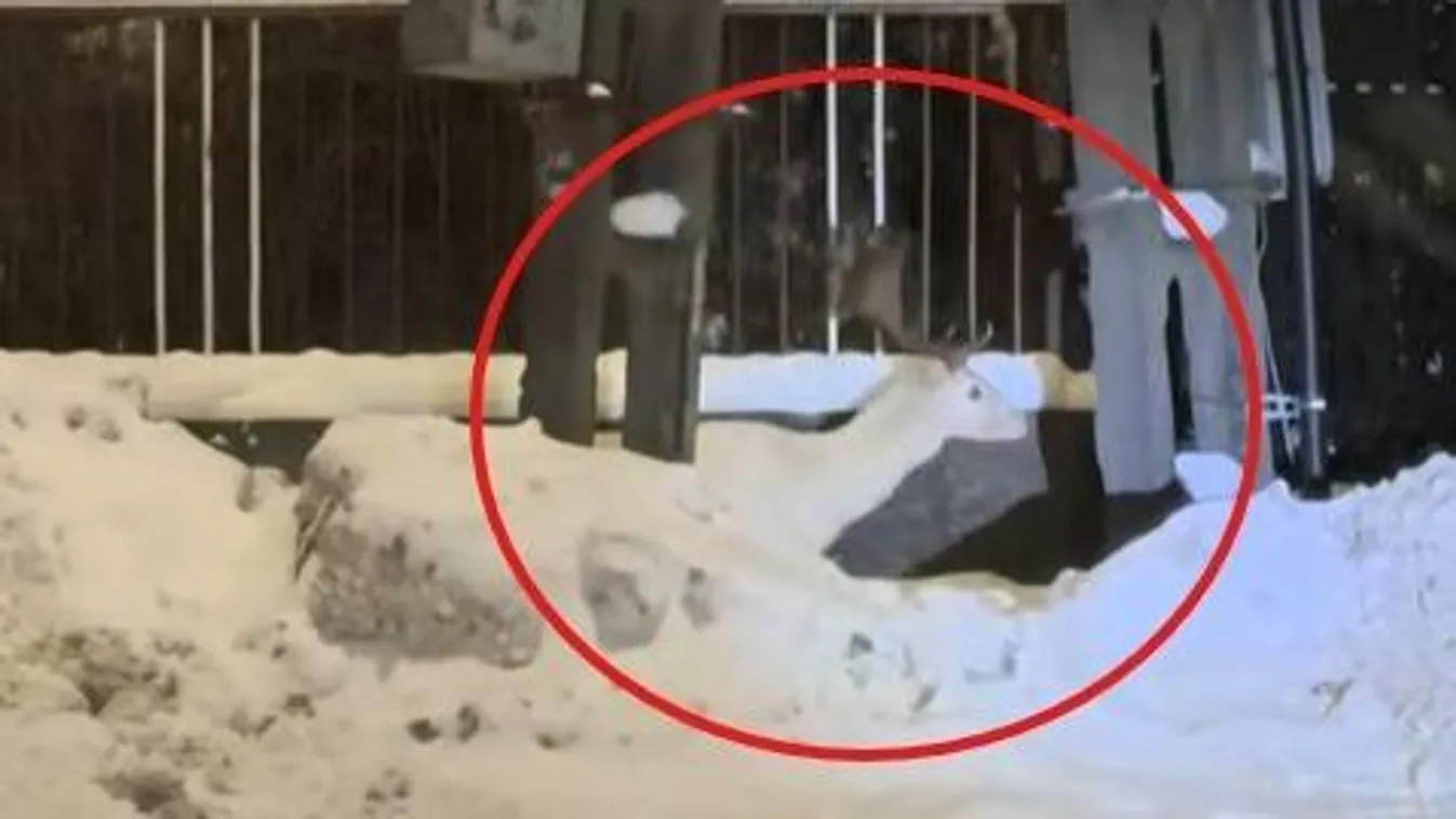 Hófehér óriás tűnt fel Nógrád utcáin, futótűzként terjed a videó az interneten