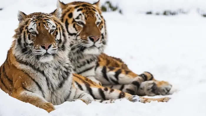 Forró pillanatok a Nyíregyházi Állatparkban, ettől még a hó is elolvad
