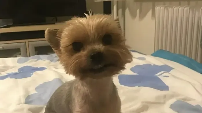 Kegyetlen támadás Dunaújvárosban, egy cuki kiskutya az áldozat