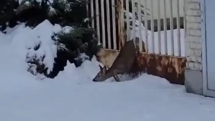 Videón a döbbenetes mentés: kerítés fogságába esett egy őz Kaposváron