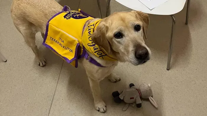 A kapcsolódás gyógyít – így segít a Heim Pál Gyermekkórház az evészavarok legyőzésében