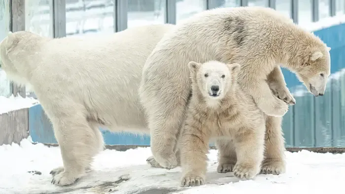 Napi cuki: így wellnesseznek a nyíregyházi állatpark medvebocsai