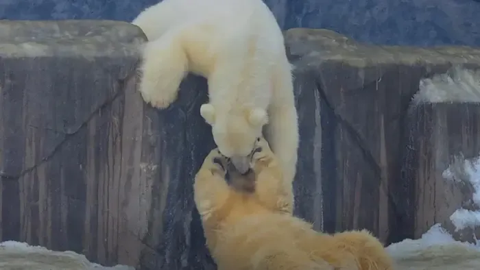 Napi cuki: Így birkóznak egymással a Nyíregyházi Állatpark jegesmedvéi
