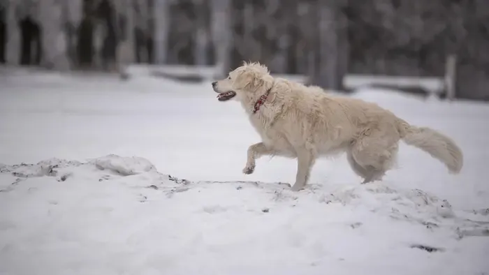  Így óvhatja meg házikedvenceit a januári fagytól