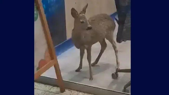 Meglepő vendég tévedt be a plázába, egy elektronikai boltba is benézett - Videó