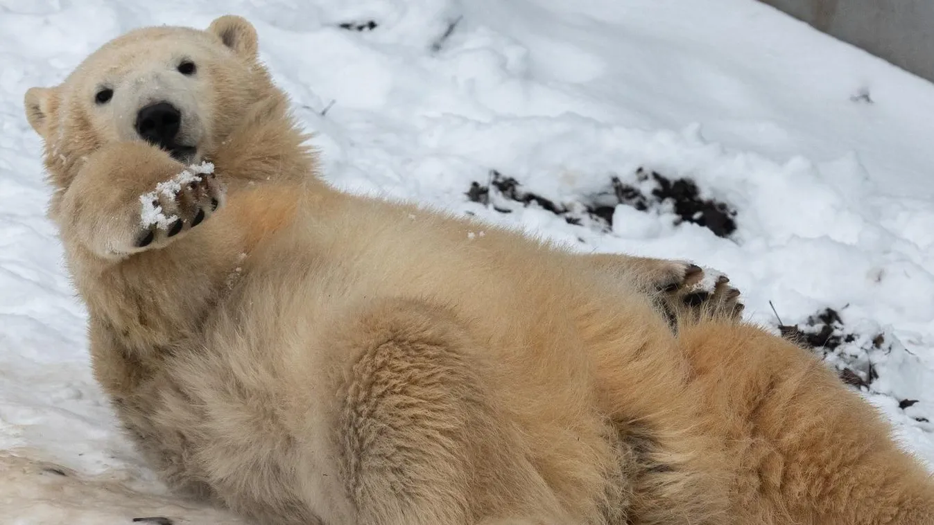 Napi cukiság: Így játszanak a Nyíregyházi Állatpark jegesbocsai