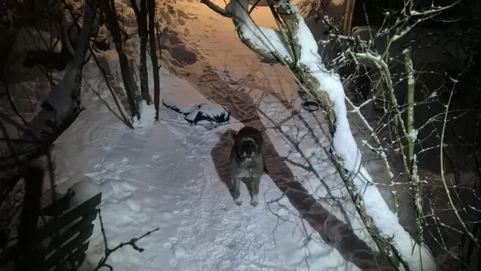 Láncra verve, befagyott ivóvízzel találtak egy kutyát Budaörsön - Fotók