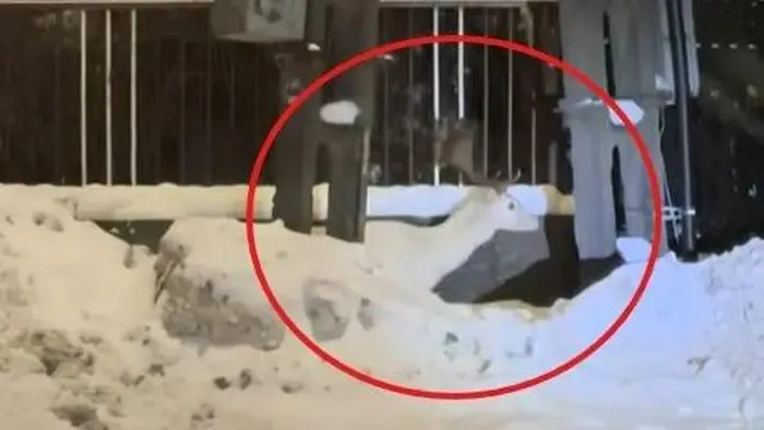 Hófehér óriás tűnt fel Nógrád utcáin, futótűzként terjed a videó az interneten