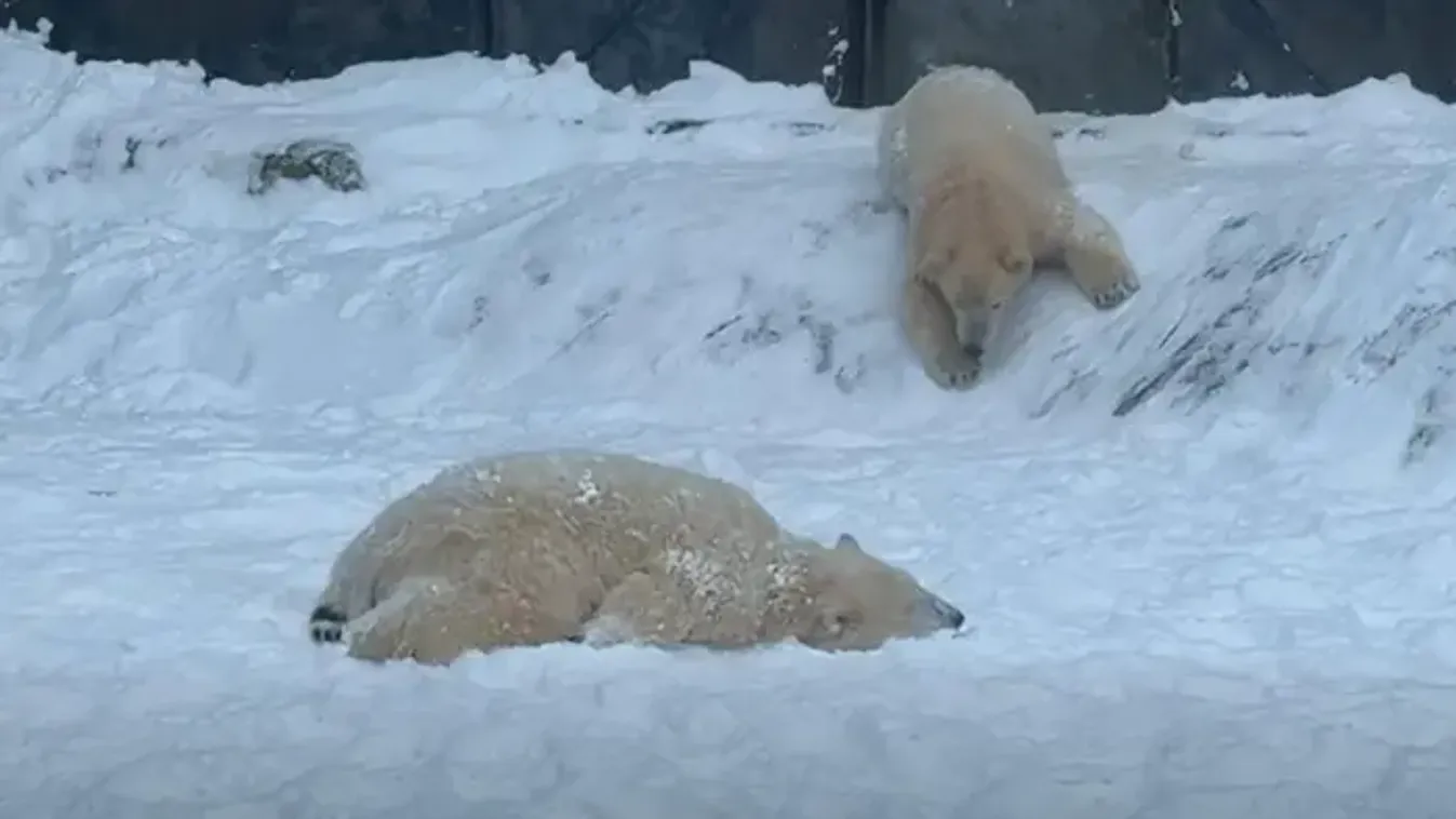A macik is élvezik a havat Magyarországon - videó