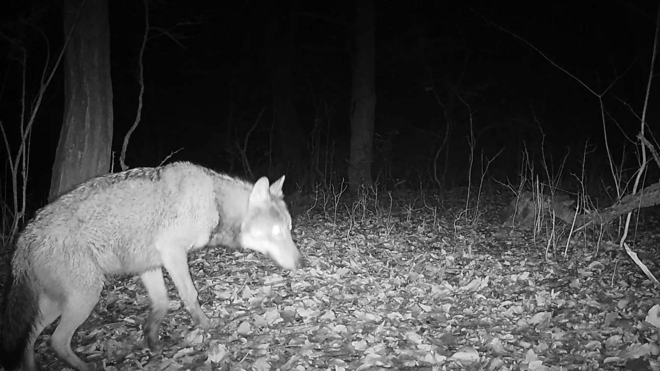 Döbbenetes mit rejt az éjszakai élet a Bükkben