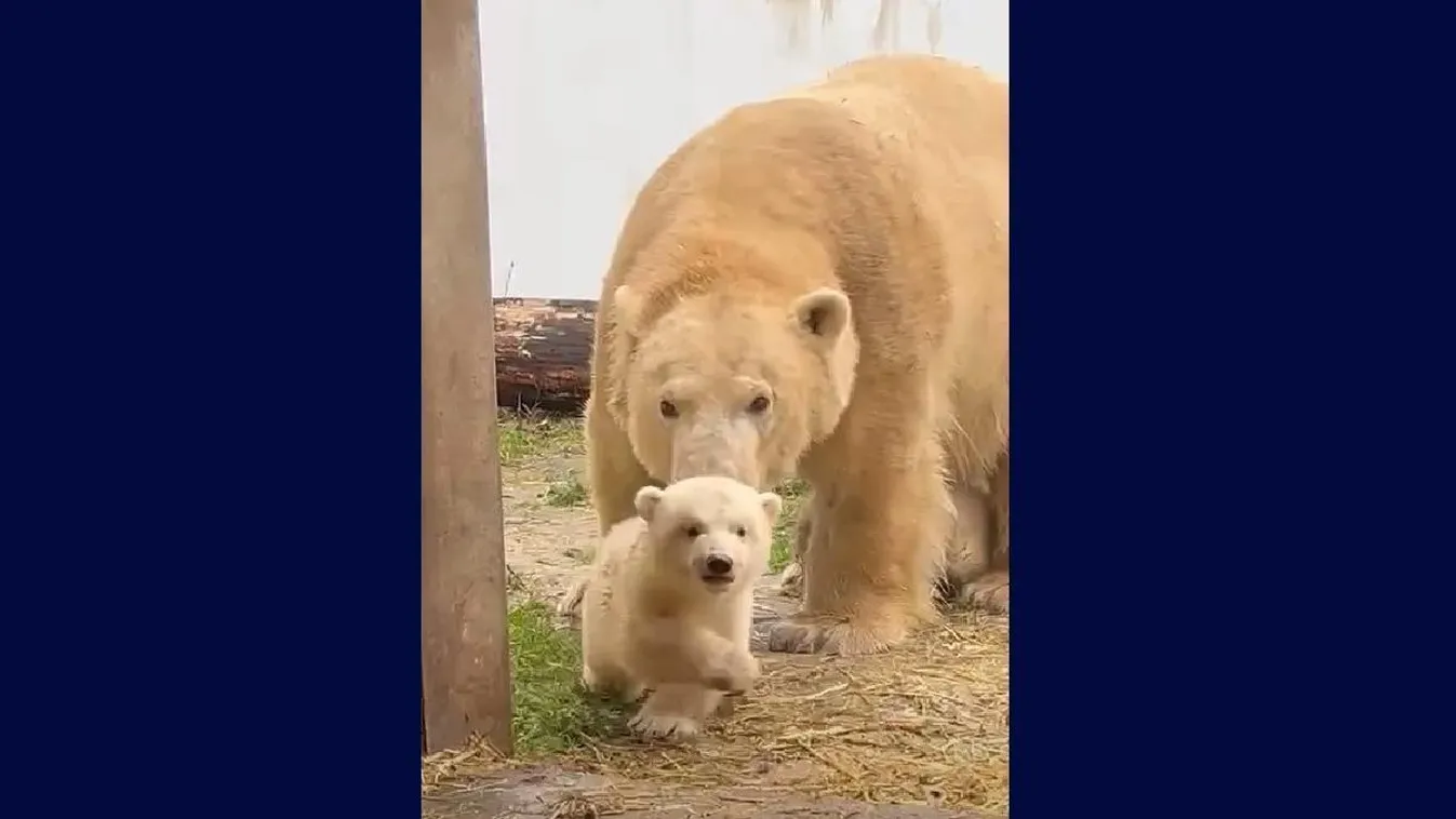 Cukiságbombát robbantott a Nyíregyházi Állatpark, megmutatták a 3 hónapos jegesbocsokat