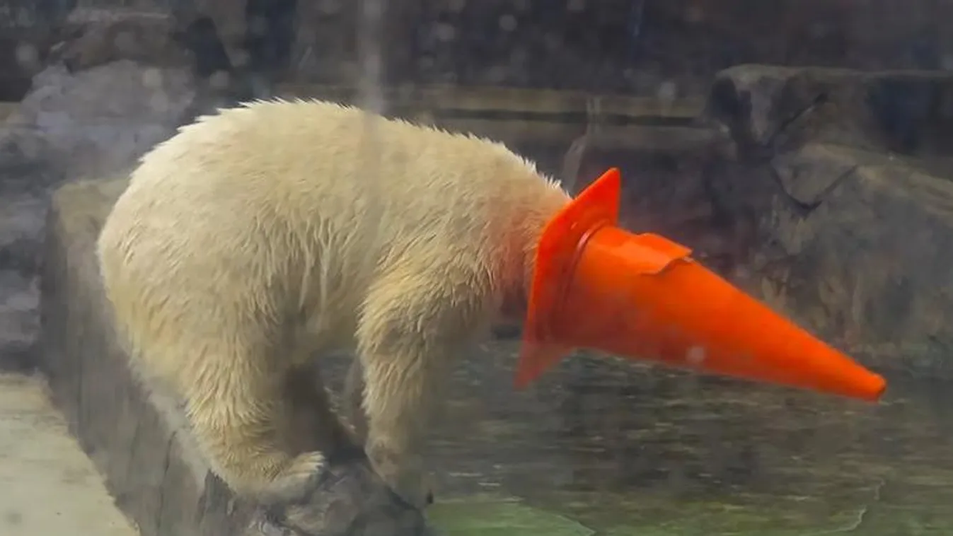 Breaking News a nyíregyházi macihíradóban, kiakadt a cukiságmérő