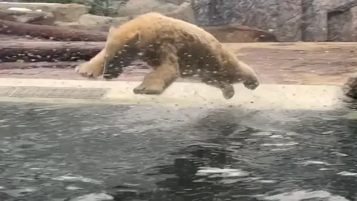 Hatalmas hasasokat ugrottak a Nyíregyházi Állatpark jegesmedvéi, videón a vizitorna