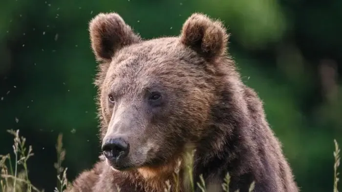 Saját kertjében ért medvetámadás egy székelyföldi férfit