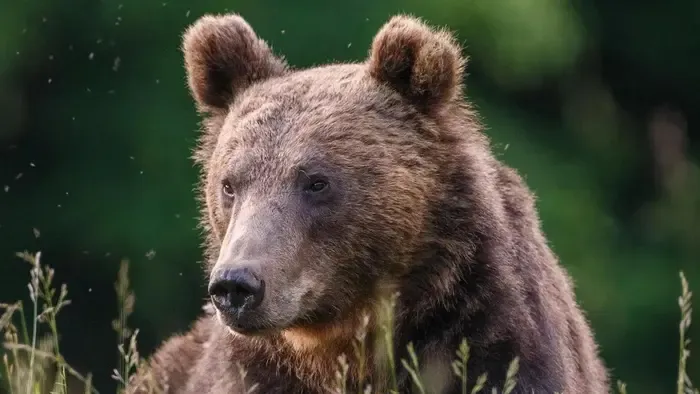 Kitartóan bandukol: Mogyoród után újabb helyen tűnt fel a szökött medve