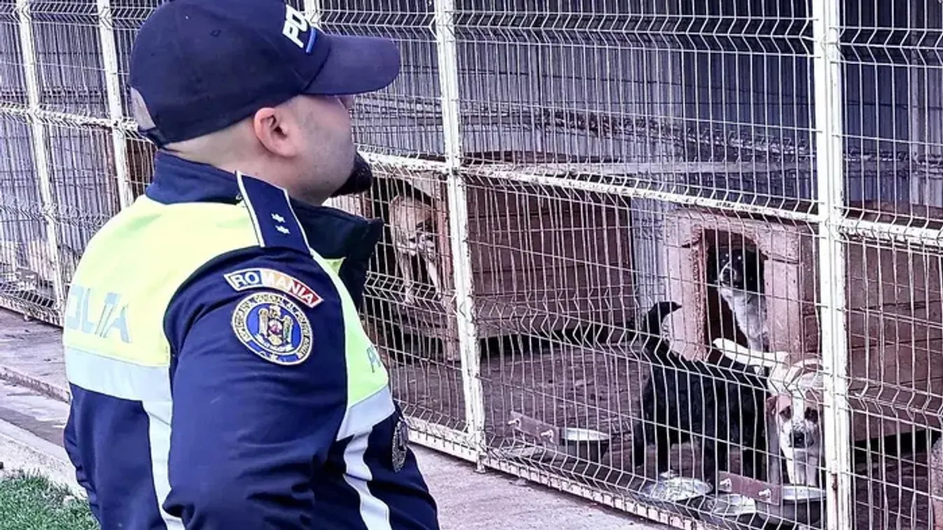 Több tucat kutyát öltek meg egy menhelyen, videóra vették