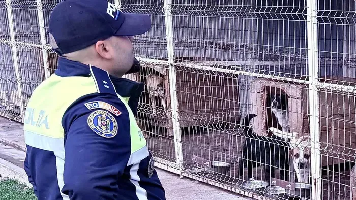 Több tucat kutyát öltek meg egy menhelyen, videóra vették