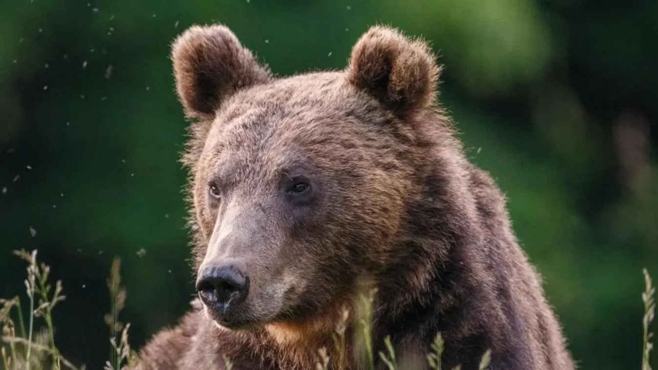 Saját kertjében ért medvetámadás egy székelyföldi férfit