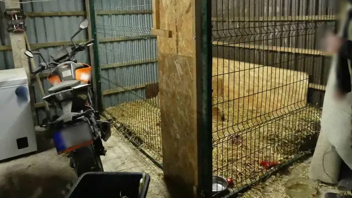 Több veszélyes állatot is tartott a privát keszthelyi állatkertben