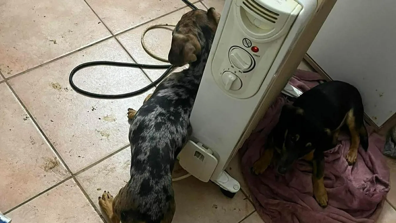 Videóhívásban közvetítette tacskói bántalmazását, súlyos büntetés vár rá