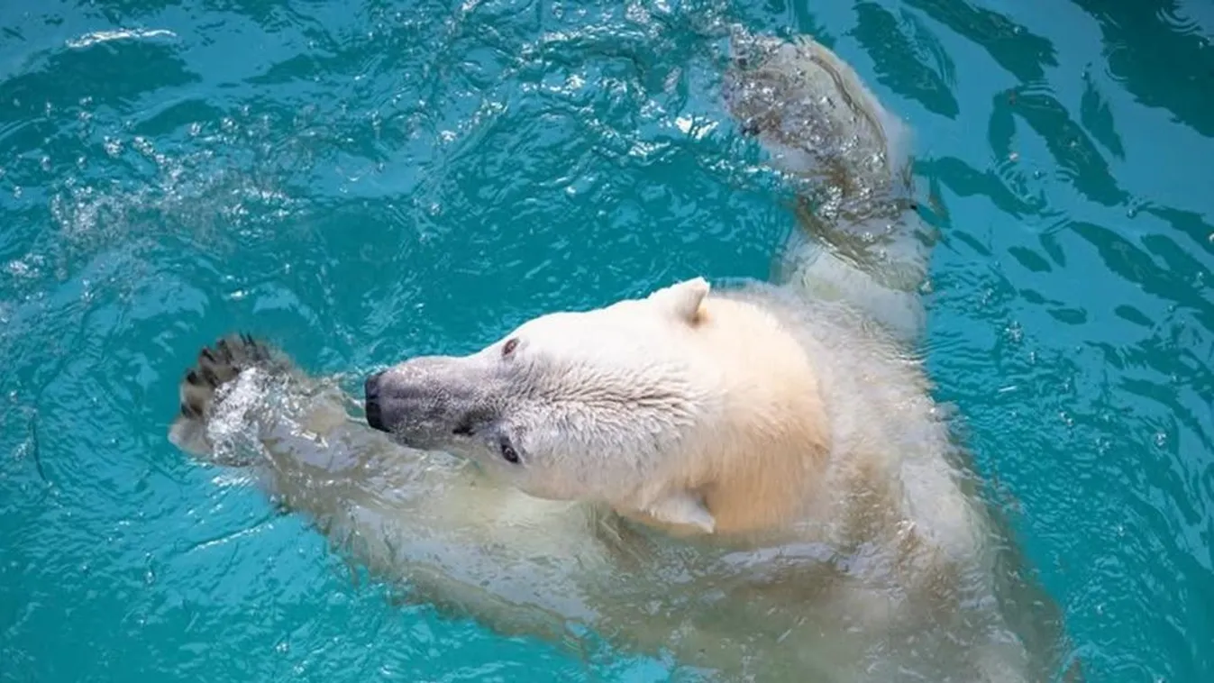 A Nyíregyházi Állatpark felfedte: ezért különlegesek a jegesmedvék