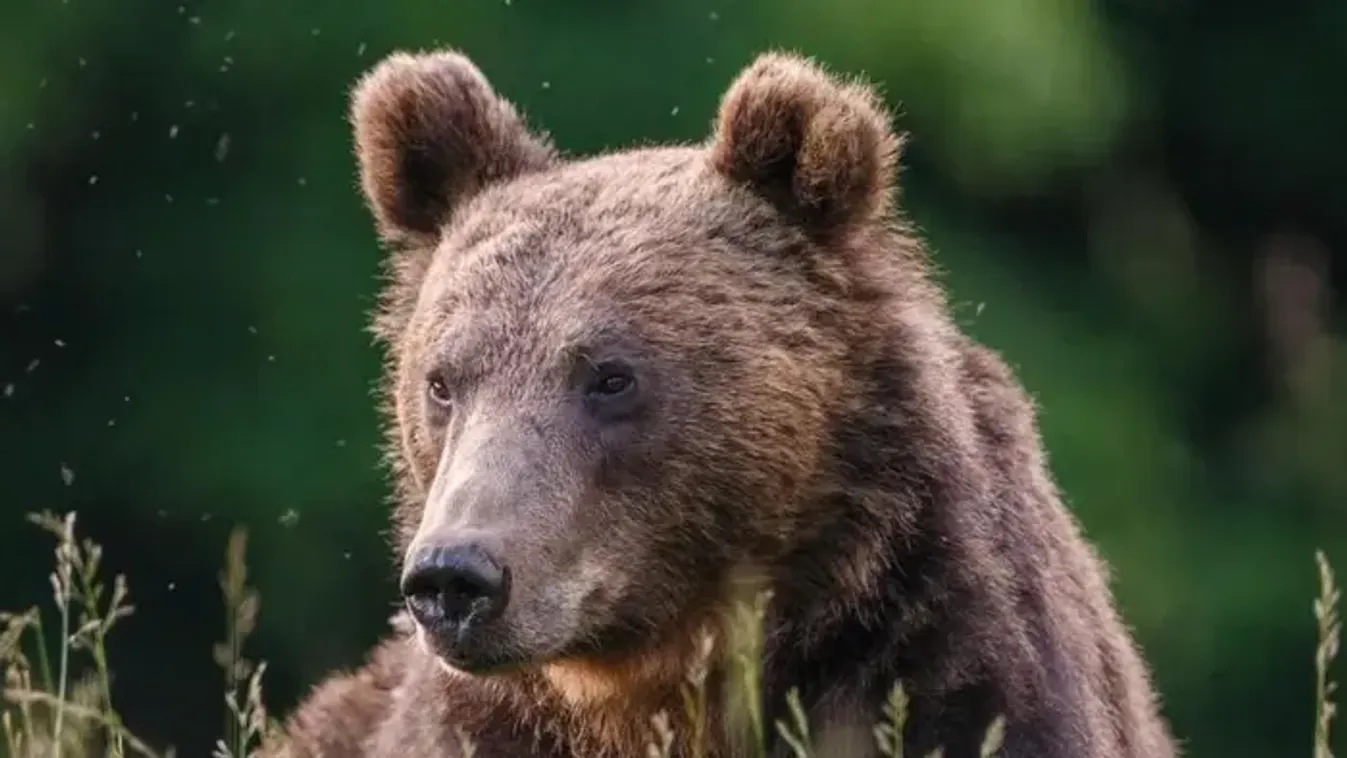 Saját kertjében ért medvetámadás egy székelyföldi férfit