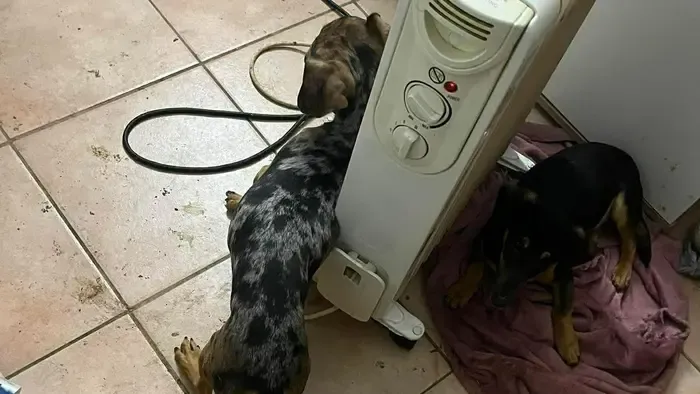 Videóhívásban közvetítette tacskói bántalmazását, súlyos büntetés vár rá