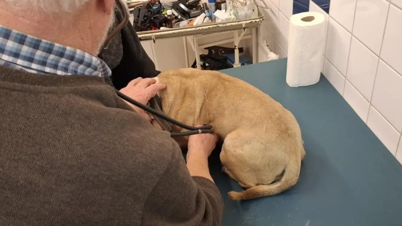 Brutális állatkínzás Jánosházán, baltával esett kutyájának egy férfi