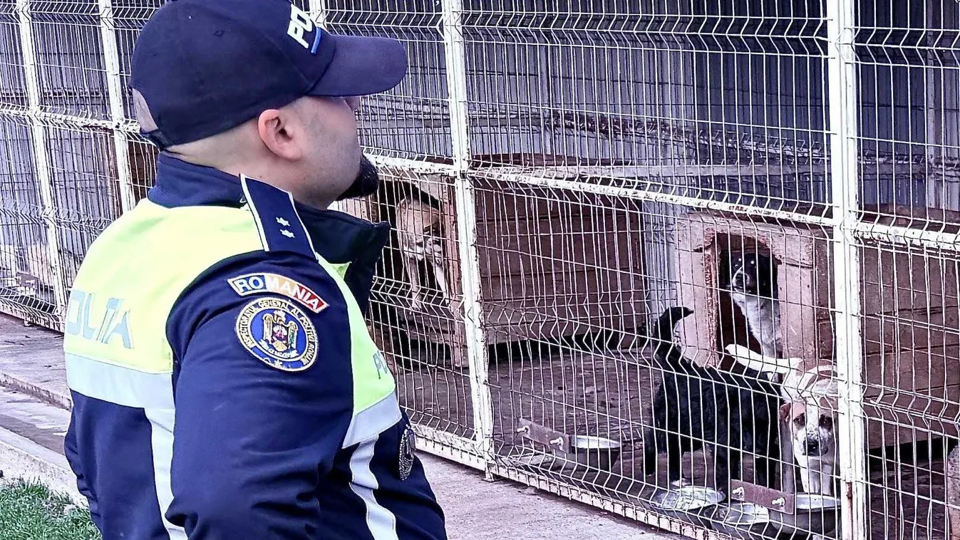 Több tucat kutyát öltek meg egy menhelyen, videóra vették