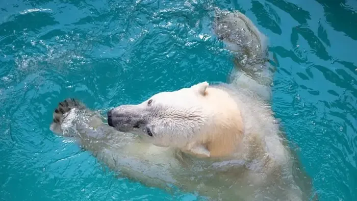 A Nyíregyházi Állatpark felfedte: ezért különlegesek a jegesmedvék